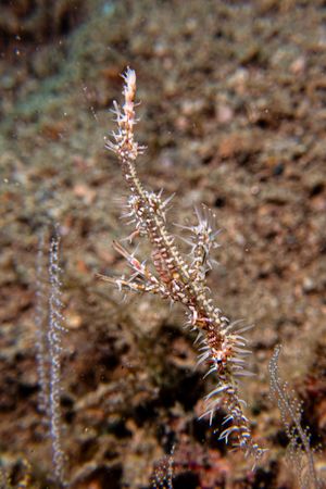 Ornate Ghostpipefish