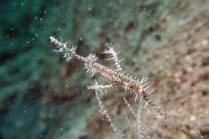 Ornate Ghostpipefish