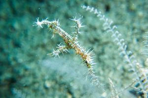 Ornate Ghostpipefish