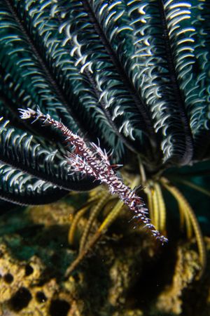Ornate Ghostpipefish