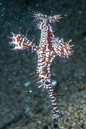 Ornate Ghostpipefish