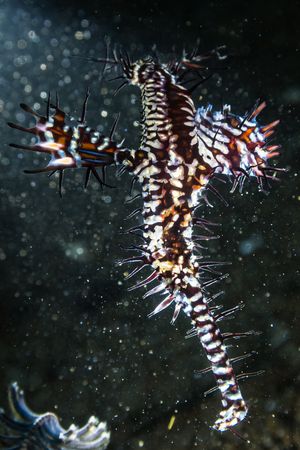 Ornate Ghostpipefish
