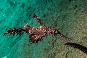 Ornate Ghostpipefish
