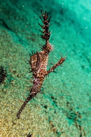 Ornate Ghostpipefish
