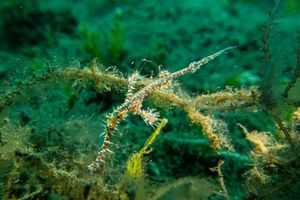 Ornate Ghostpipefish