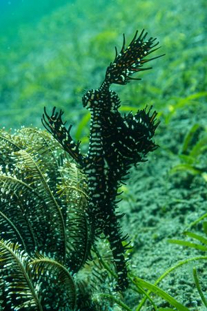 Ornate Ghostpipefish