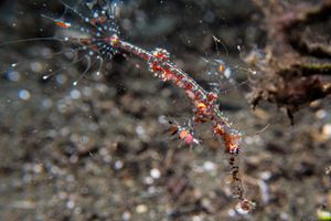 Ornate Ghostpipefish