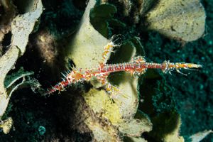 Ornate Ghostpipefish