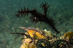 Ornate Ghostpipefish