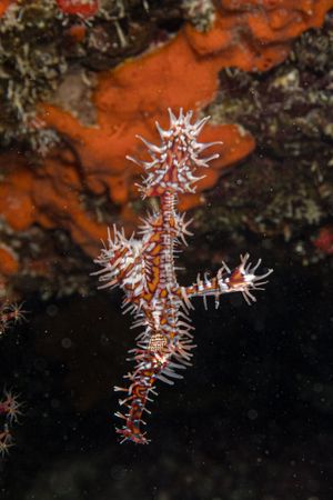Ornate Ghostpipefish