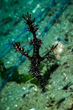 Ornate Ghostpipefish