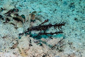 Ornate Ghostpipefish
