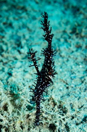 Ornate Ghostpipefish