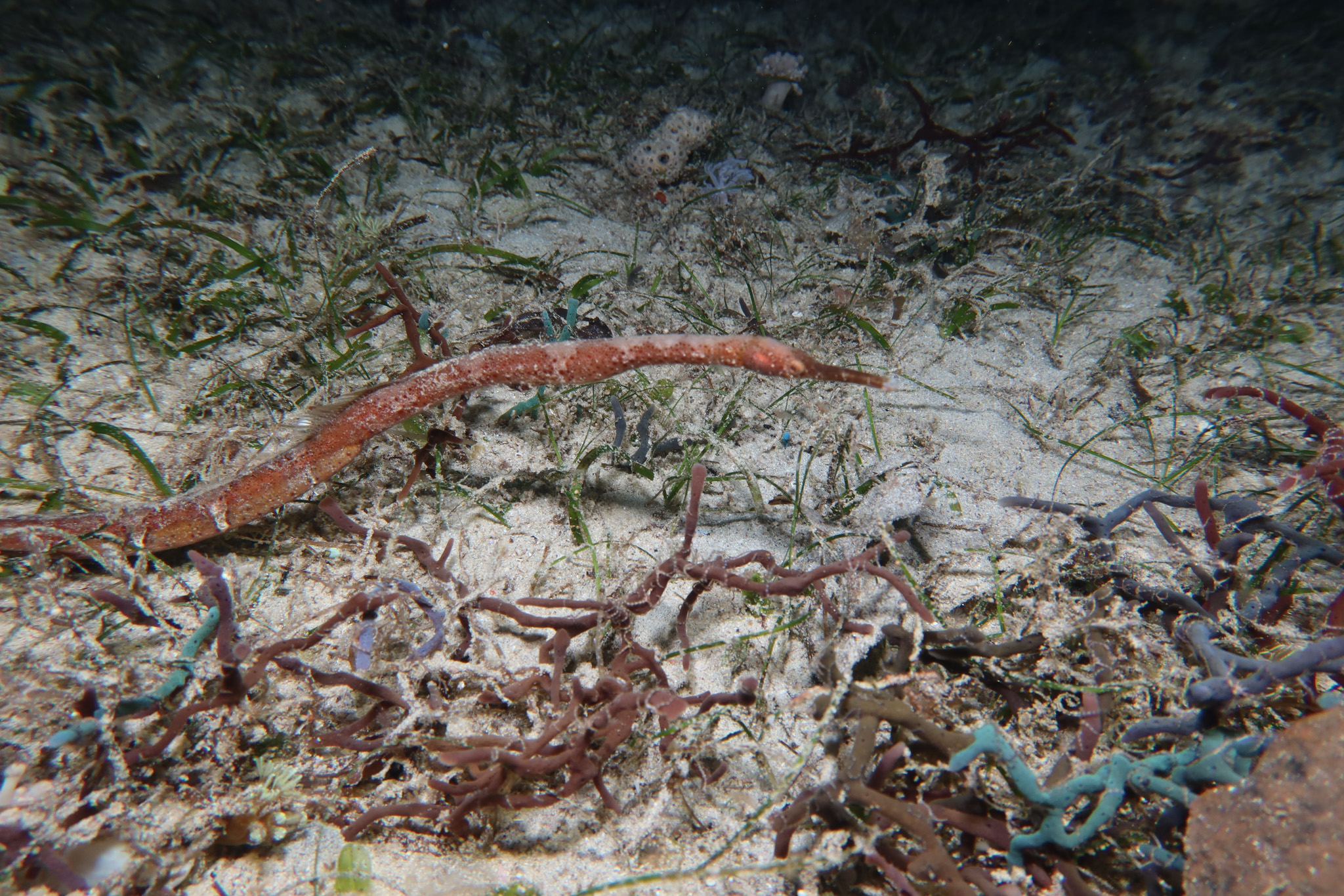 Bentstick Pipefish
