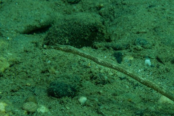 Bentstick Pipefish - Photo 1