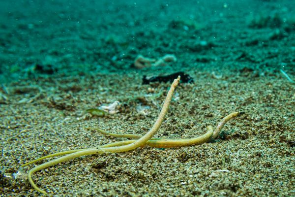 Bentstick Pipefish - Photo 2