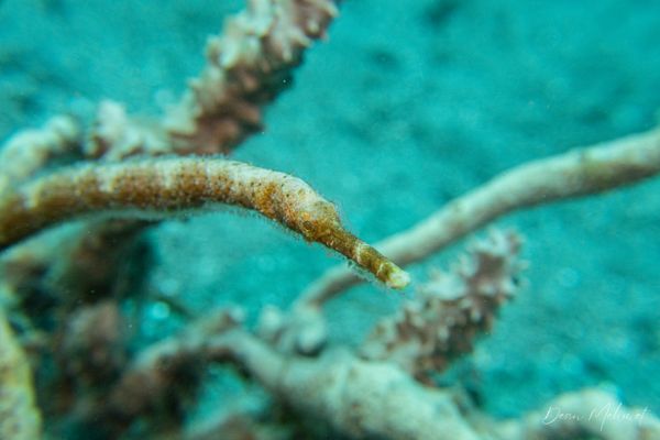 Bentstick Pipefish - Photo 3