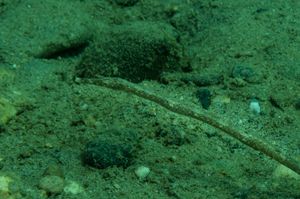 Bentstick Pipefish representative species