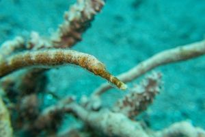 Bentstick Pipefish