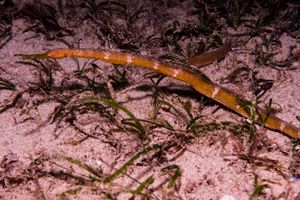 Bentstick Pipefish