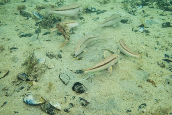 Bluespotted Goatfish - Photo 1