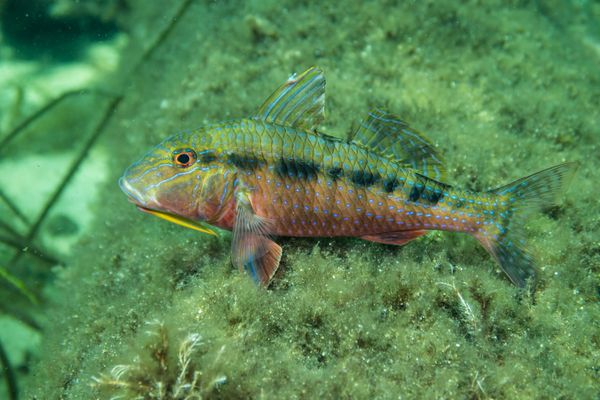 Bluespotted Goatfish - Busselton, WA - 14 March 2026 - Dive 2 - Busselton Jetty