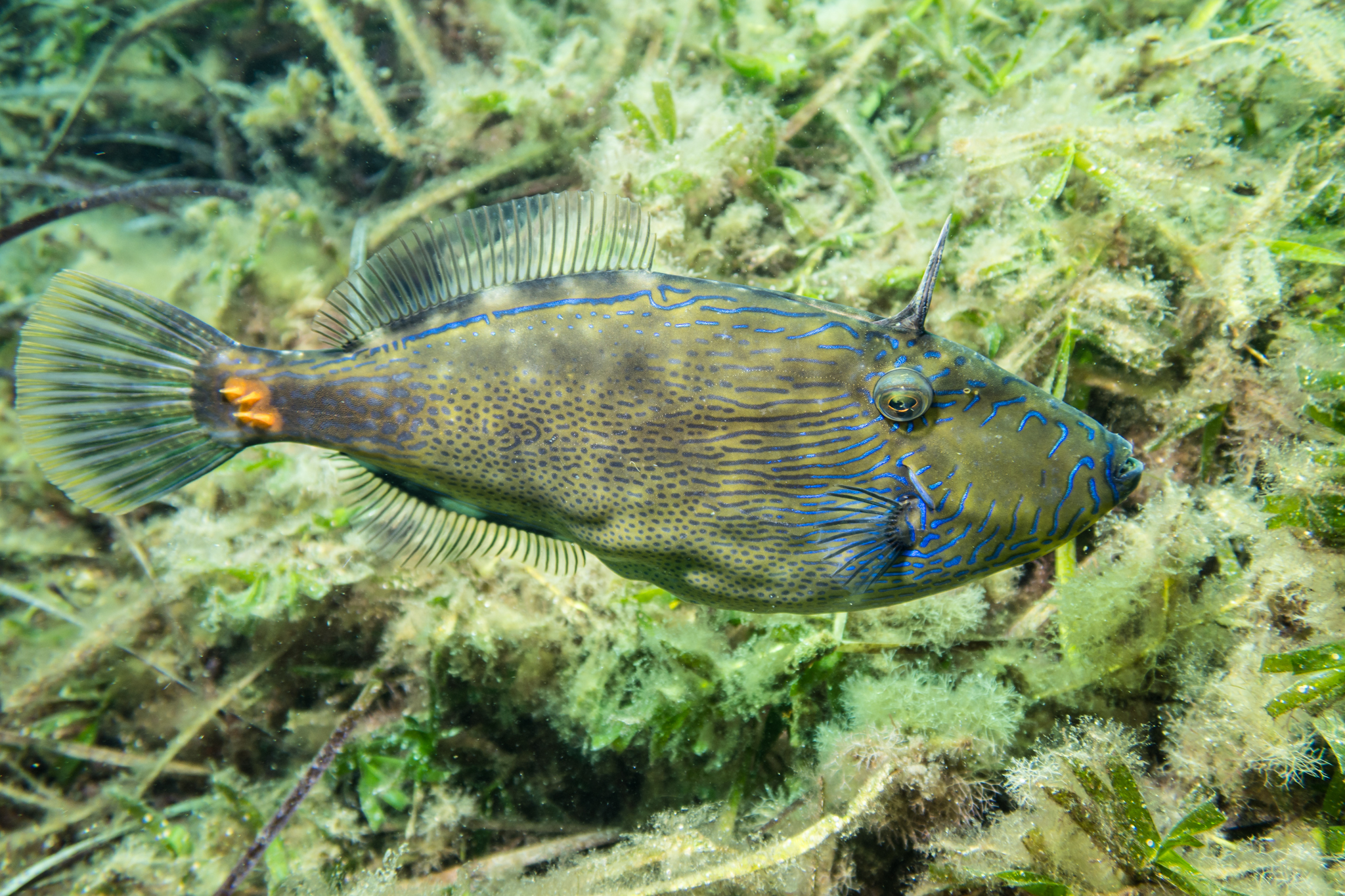 Spinytail Leatherjacket