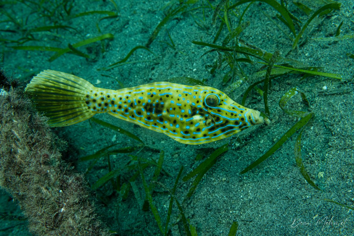 Scrawled Filefish hero image