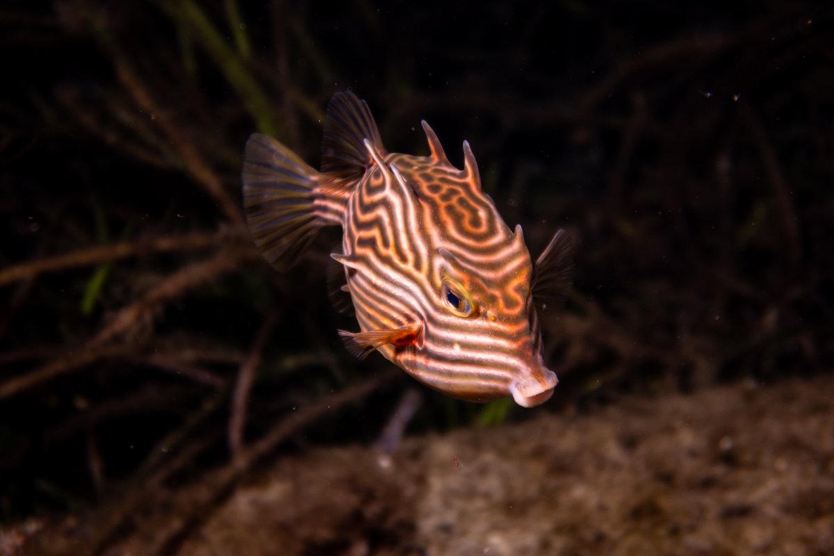 Shaws Cowfish