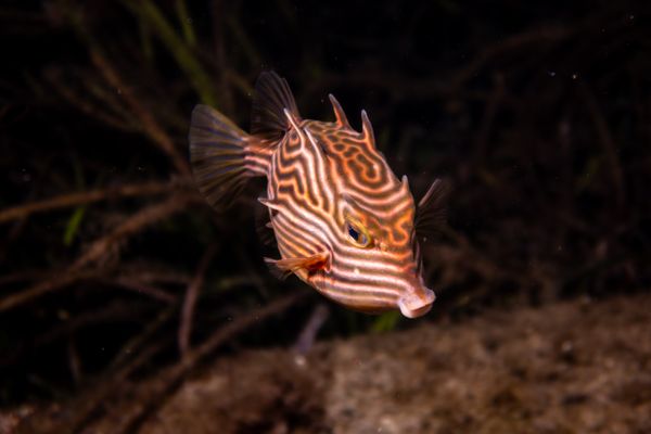 Shaws Cowfish - Photo 1