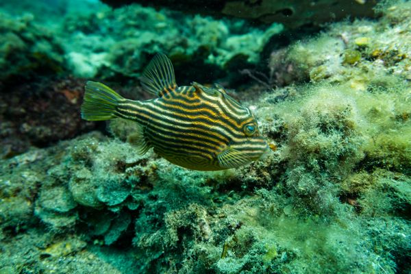 Shaws Cowfish - Photo 2