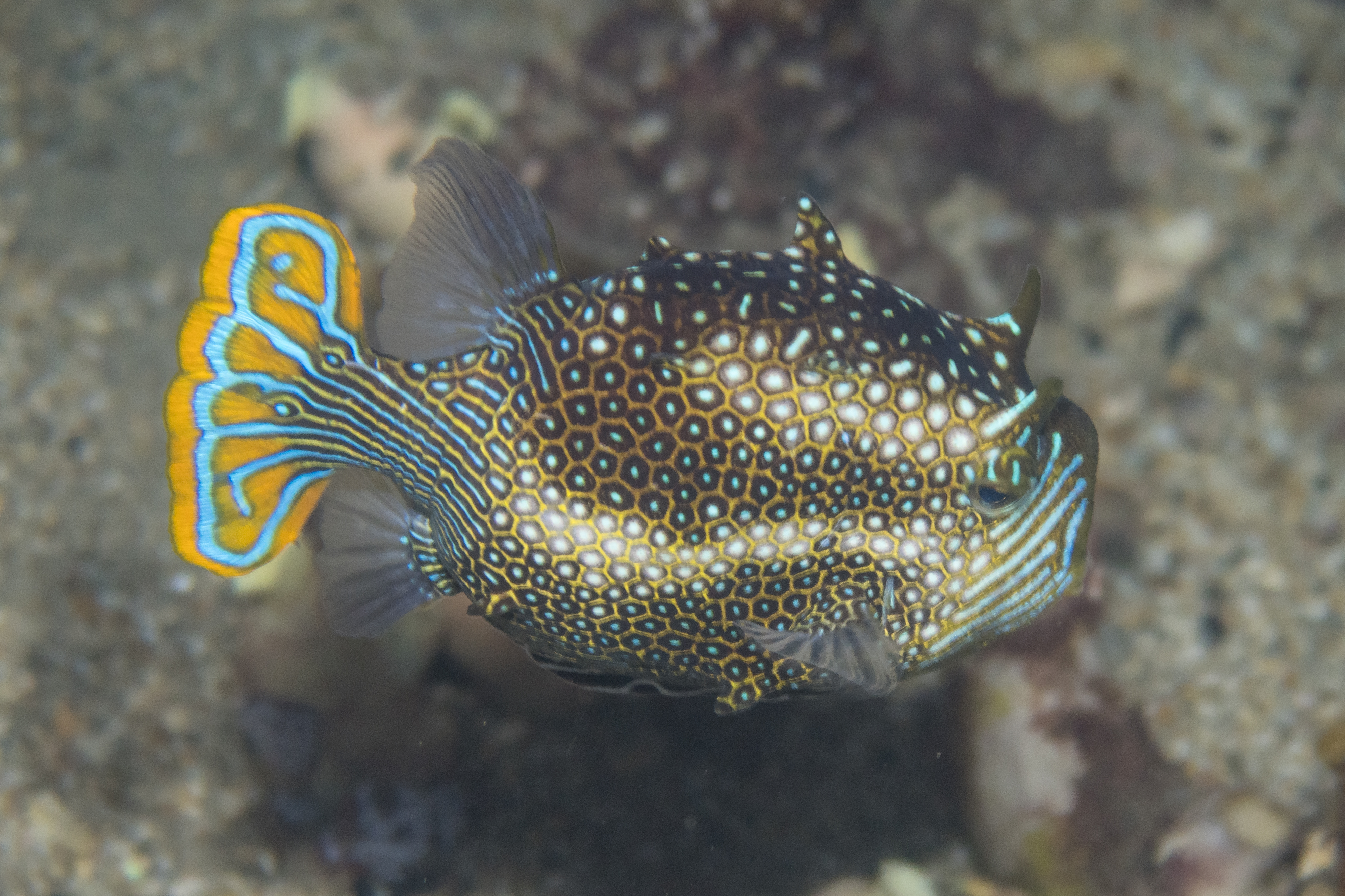 Ornate Cowfish
