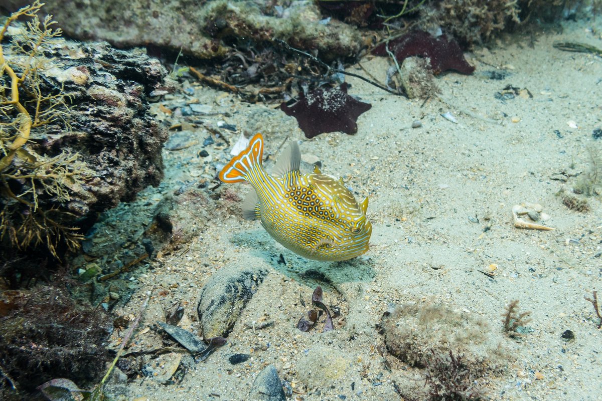 Ornate Cowfish hero image