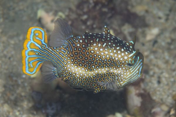 Ornate Cowfish - Photo 2