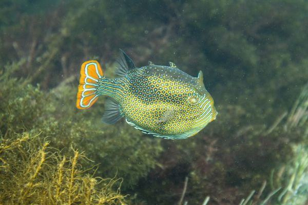 Ornate Cowfish - Flinders / 10 Aug 2024