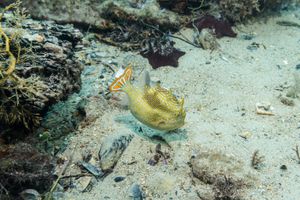 Puffers and Filefishes representative species