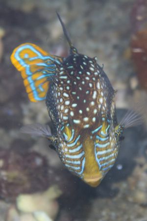 Ornate Cowfish from Edithburg Pier