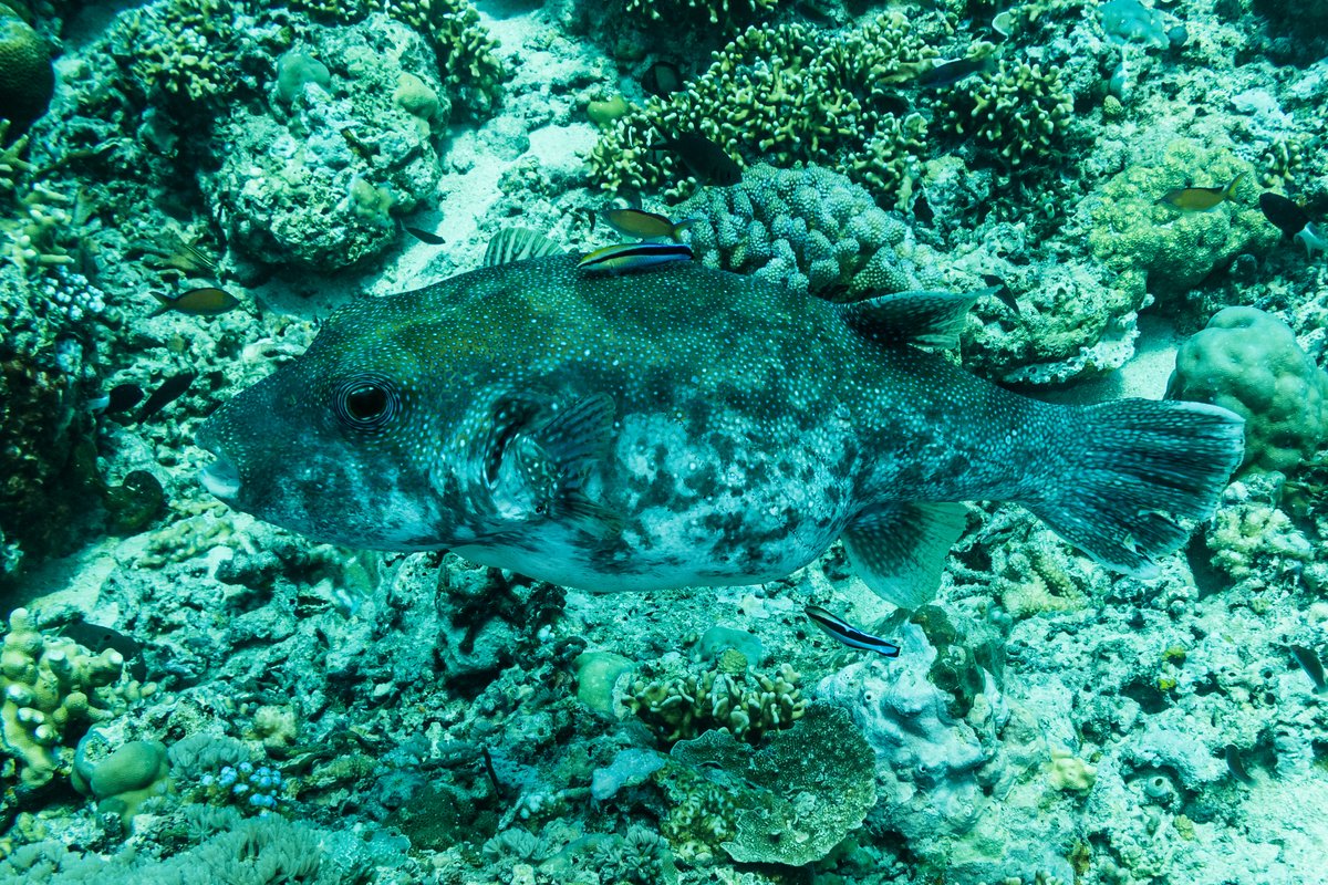 Bluespotted Puffer