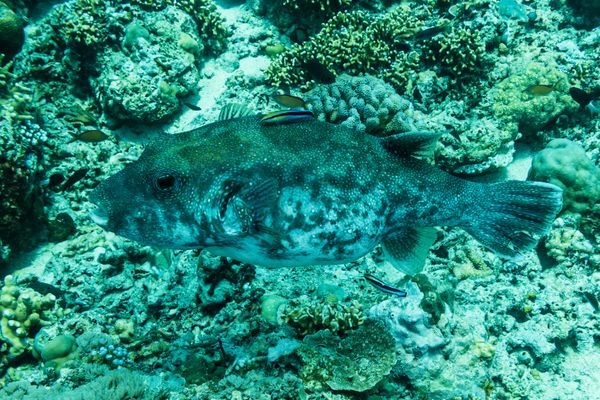 Bluespotted Puffer - Photo 1