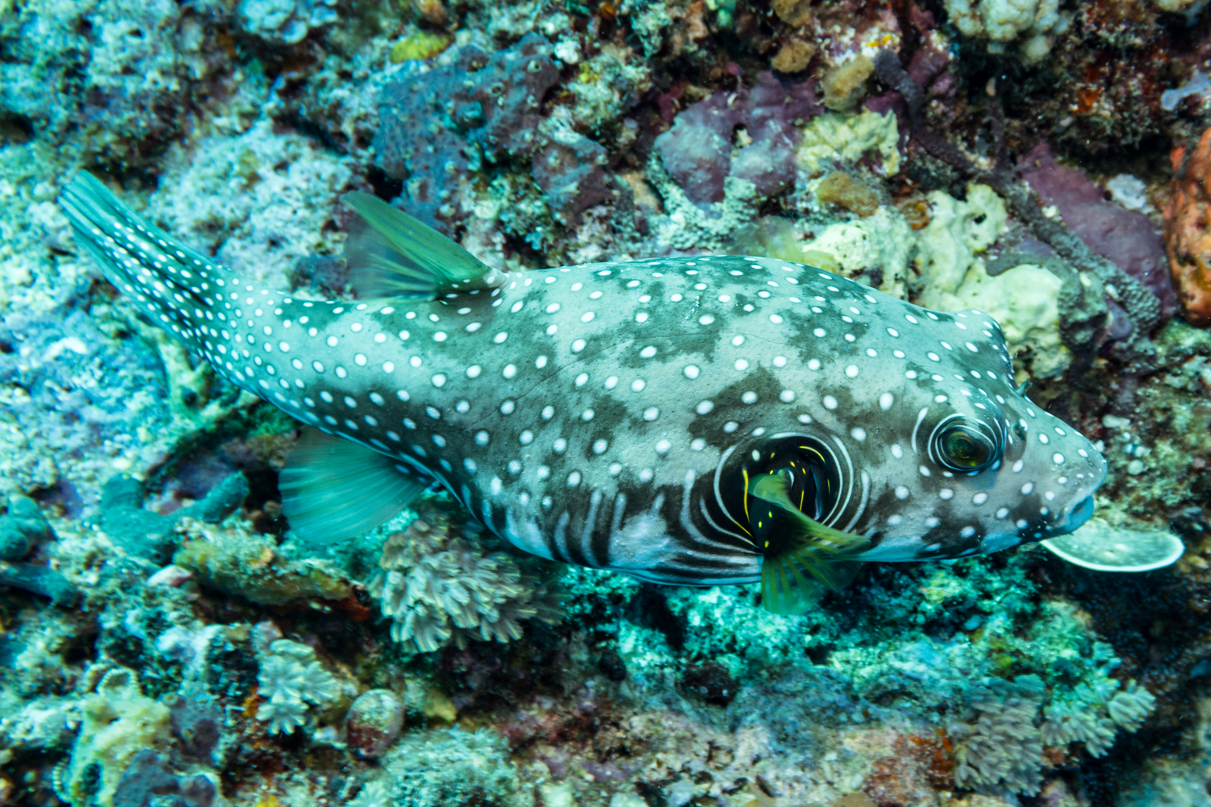 Stars And Stripes Puffer