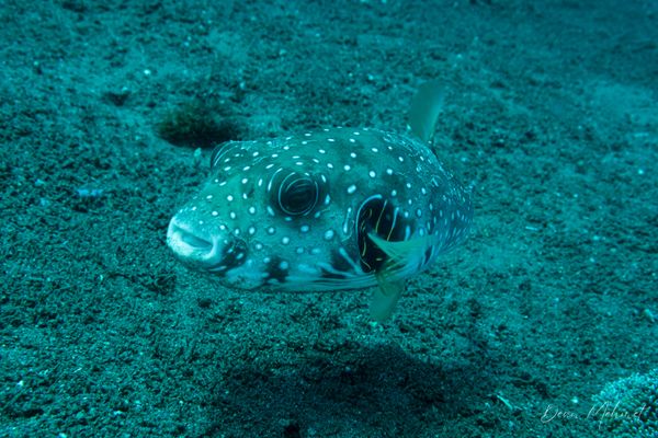 Stars And Stripes Puffer - Photo 2