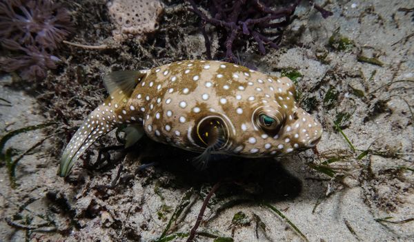 Stars And Stripes Puffer - Puerto Galera - 10 June 2025 - Dive 3