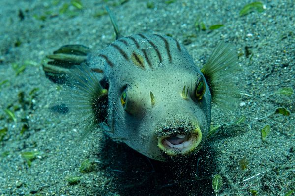 Narrowlined Puffer - Photo 2