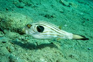 Pufferfish representative species