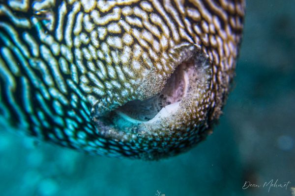 Scribbled Puffer - Photo 1