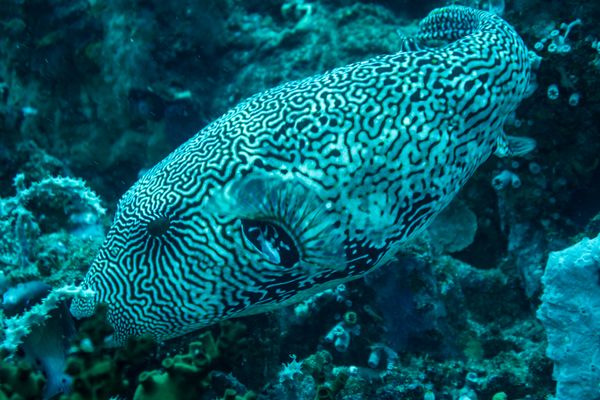 Scribbled Puffer - Photo 2