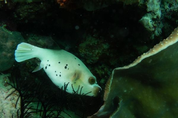 Blackspotted Puffer - Photo 1