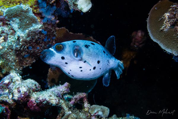 Blackspotted Puffer - Photo 2