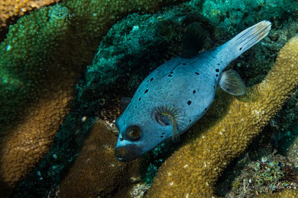 Blackspotted Puffer - Photo 3