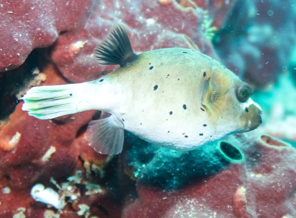 Blackspotted Puffer - Anilao - 12 June 2025 - Dive 1